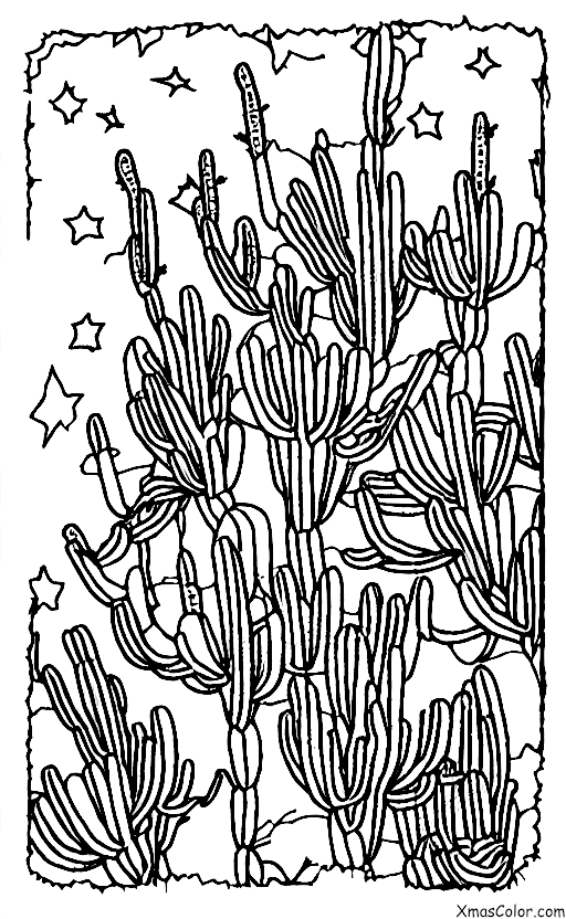 Noël / Noël dans le désert: Cactus de Noël en fleurs dans le désert
